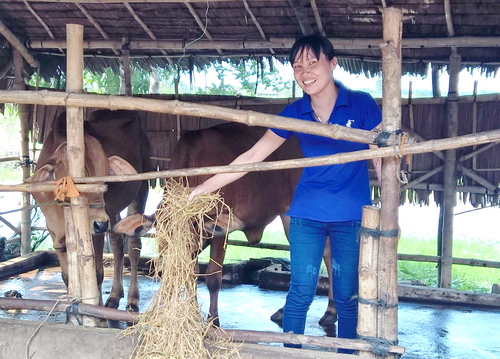 Mô hình nuôi bò sinh sản của Đoàn viên thanh niên ấp Lạc Hoà, xã Thạnh Hoà Sơn